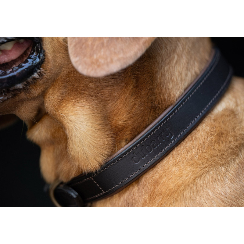 Collier pour chien Axel Dubarry