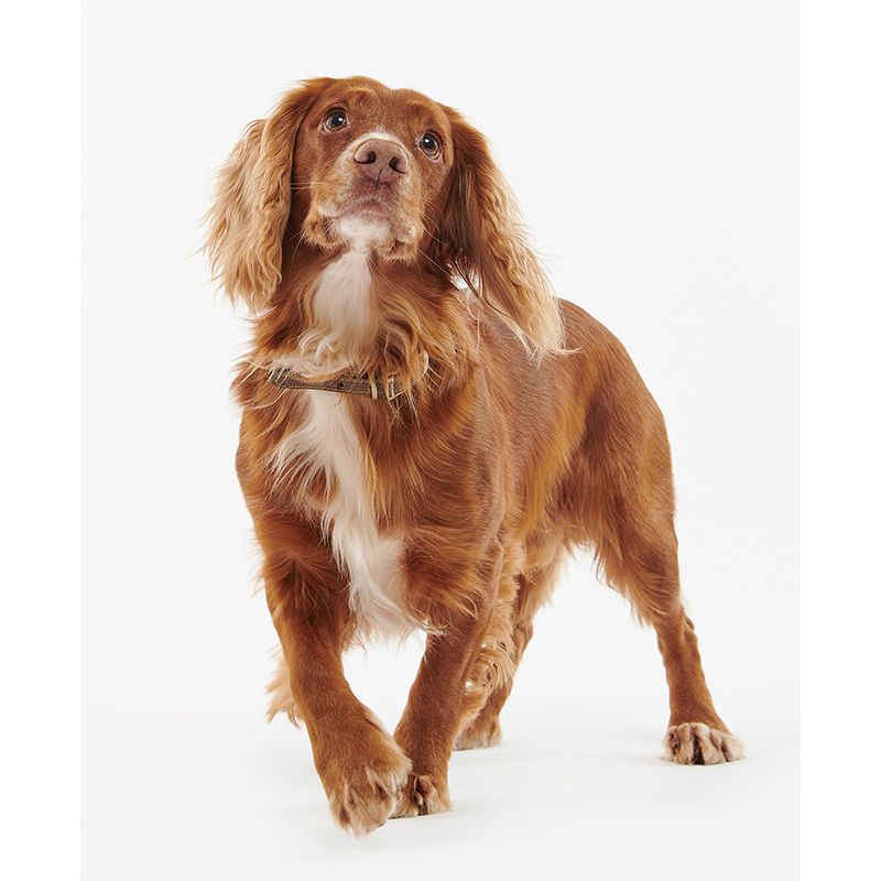 Collier pour chien cuir Barbour