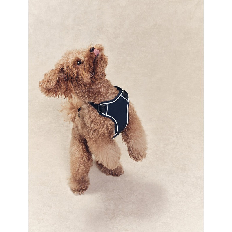 Harnais pour chien Aigle