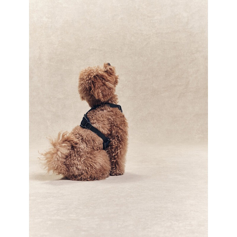 Harnais pour chien Aigle