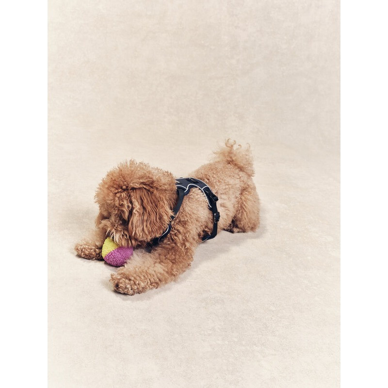 Harnais pour chien Aigle
