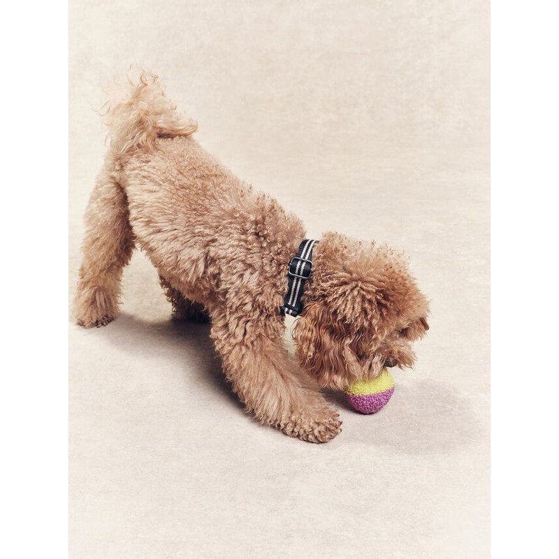 Collier pour chien Aigle