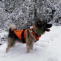 Harnais pour Chien Signal Canihunt