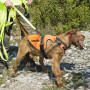 Harnais pour Chien Signal Canihunt