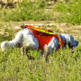 Gilet de Signalisation FLASH V2 Canihunt
