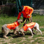 Gilet Protect Hond Pantser V3 Canihunt