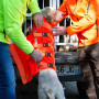 Gilet Protect Dog Armor V3 Canihunt