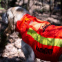 Gilet Protect Dog Armor V3 Canihunt