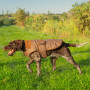 Manteau pour chien Bobby Baleno