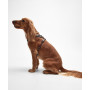 Harnais pour chien rembourré Barbour