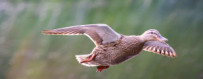 Watervogels jagen - Camouflage laarzen en outfits... | Kampioen